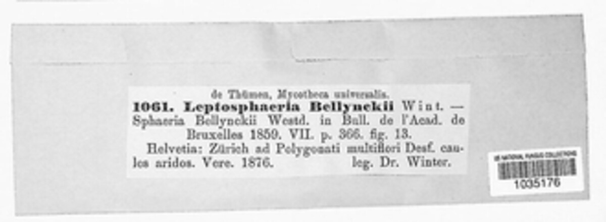 Leptosphaeria bellynckii image